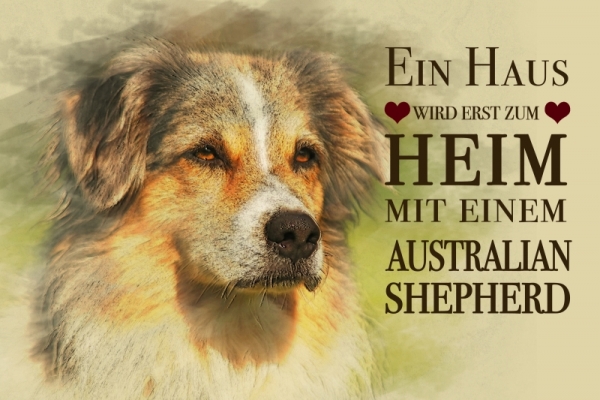Metallschild Australian Shepherd